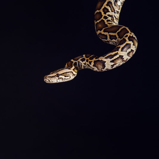 Python Spirit Animal & Meaning in Fashion